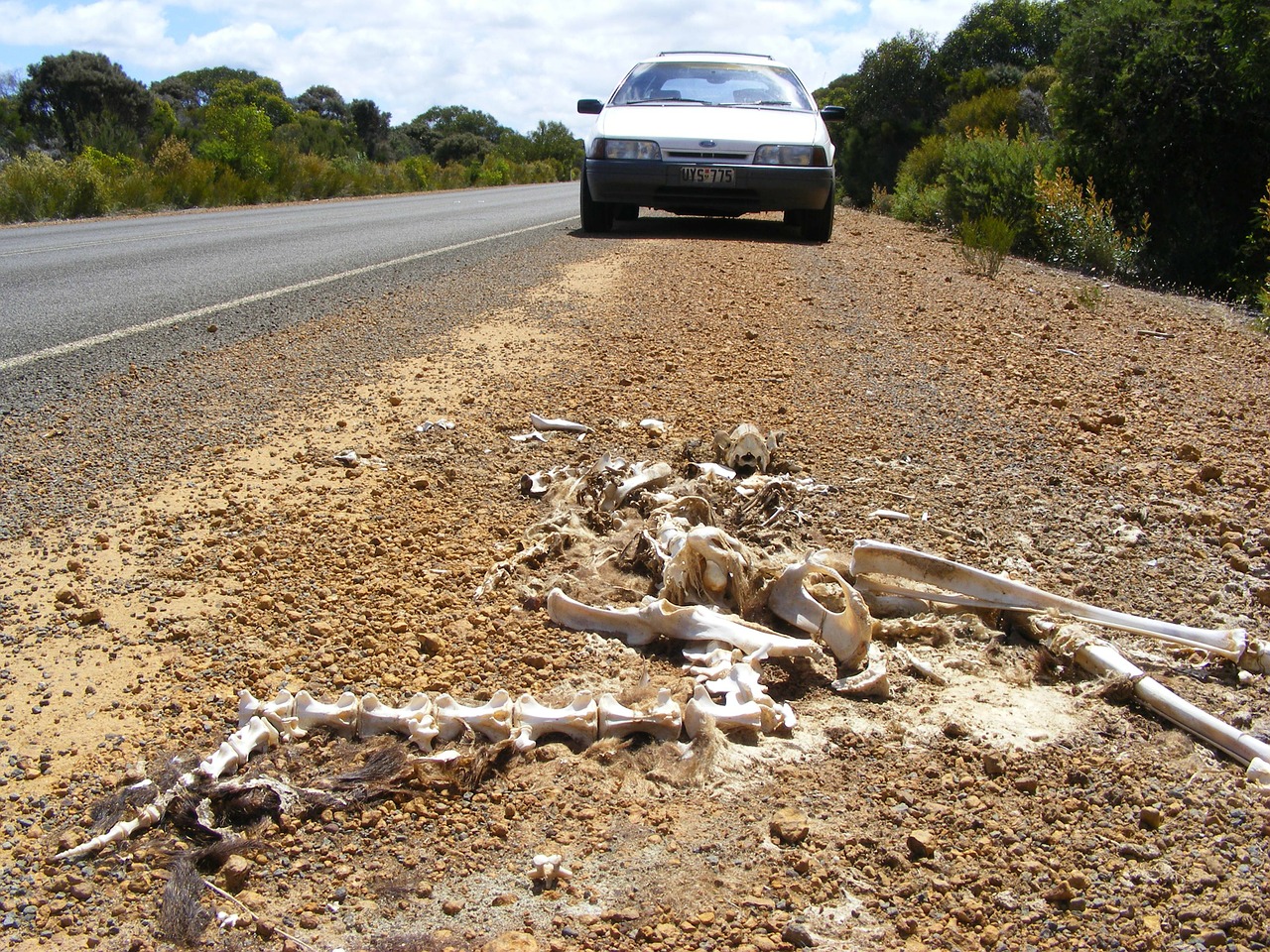 Skeletas, Kengūra, Skerdenos, Kangaroo Sala, Išlieka, Nemokamos Nuotraukos,  Nemokama Licenzija