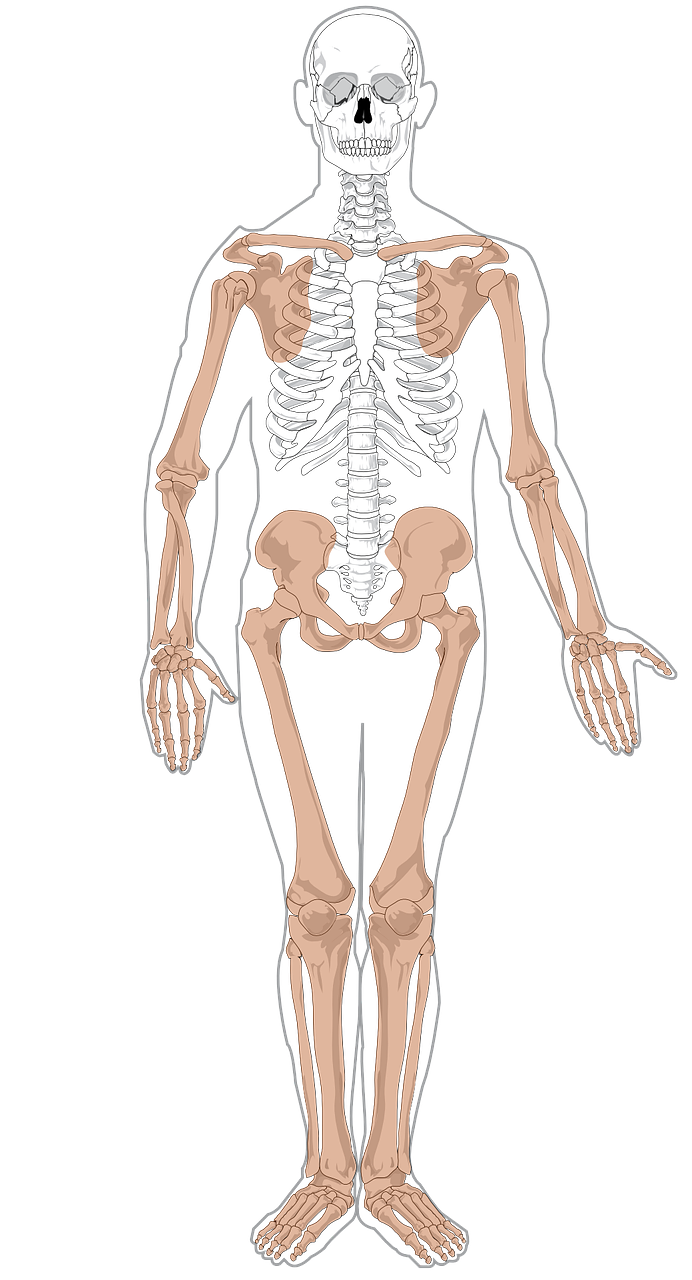 Skeletas, Anatomija, Medicina, Biologija, Žmogus, Galūnės, Nemokama Vektorinė Grafika, Nemokamos Nuotraukos,  Nemokama Licenzija