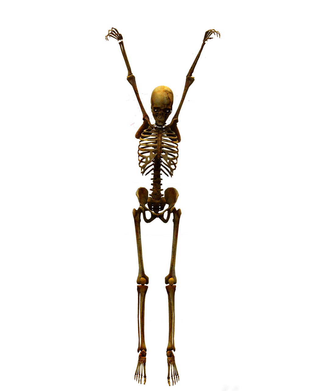 Skeletas,  Kaukolė,  Kaulas,  Kaukolė Ir Skersmens Kaulai,  Miręs,  Be Honoraro Mokesčio, Nemokamos Nuotraukos,  Nemokama Licenzija