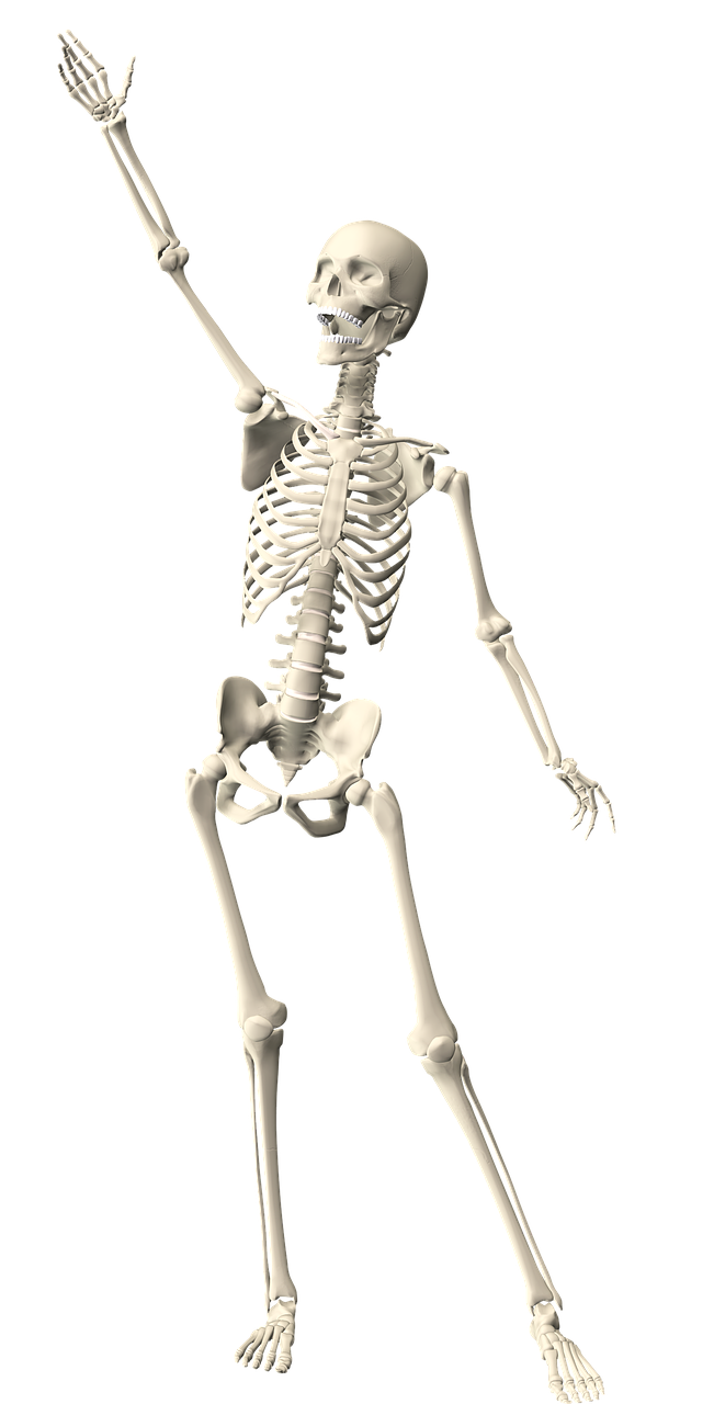 Skeletas,  Žmogus,  Anatomija,  Kūnas,  Mokslas,  Kaukolė,  Kaulas,  Balta,  Halloween,  Skeletas