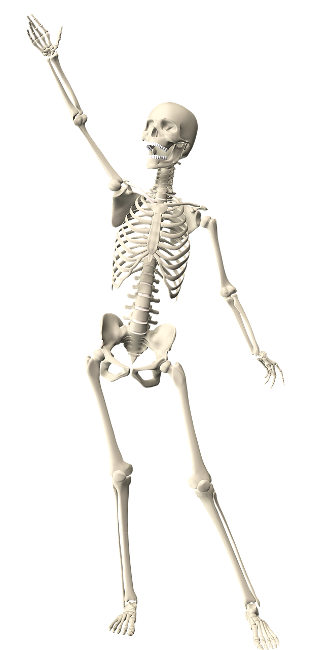 Skeletas Zmogus Anatomija Kunas Mokslas Nemokamos Nuotraukos Mediakatalogas Lt