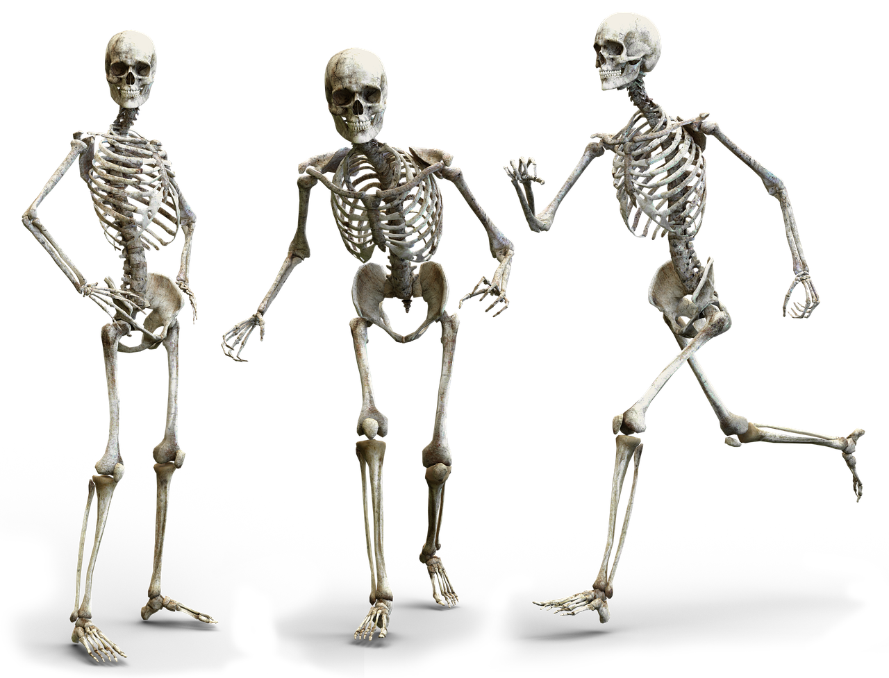 Skeletas,  Žmogus,  Kaulų,  Kaulai,  Kaukolė,  Anatomija,  Žmogaus Skeletas,  Medicina,  Sveikata,  Skeleto