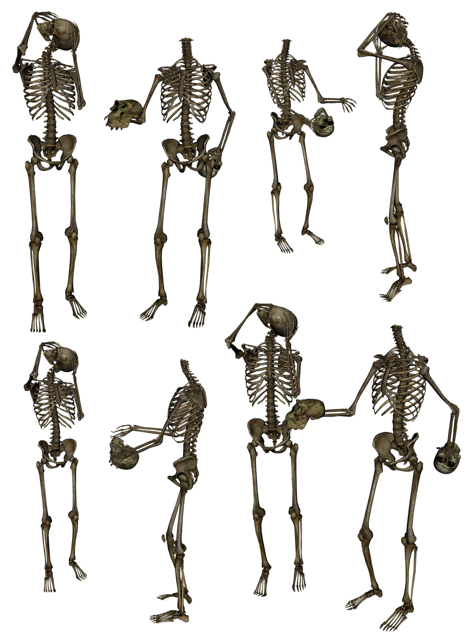 Skeletas,  Skeletas,  Kaulai,  Kaukolė,  Juokinga,  Humoras,  Žmogus,  Helovinas Anatomija,  Helovinas,  Baugus