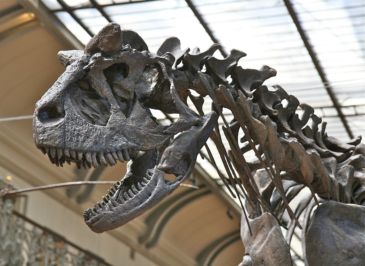 Skeletas, Dinozauras, Kaukolė, Paleontologija, Ropliai, Kaulai, Nemokamos Nuotraukos,  Nemokama Licenzija