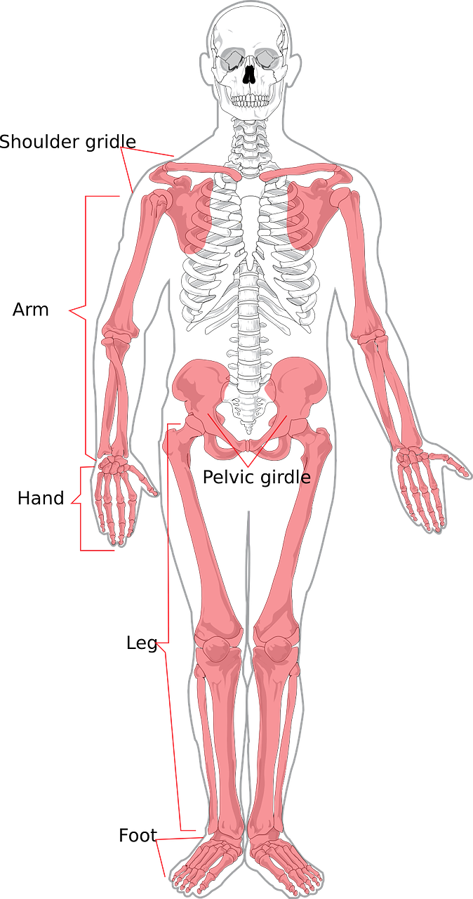 Skeletas, Žmogus, Diagrama, Paženklinta Etikete, Kaulas, Kūnas, Kaukolė, Rentgeno Spinduliai, Anatominis, Stuburo