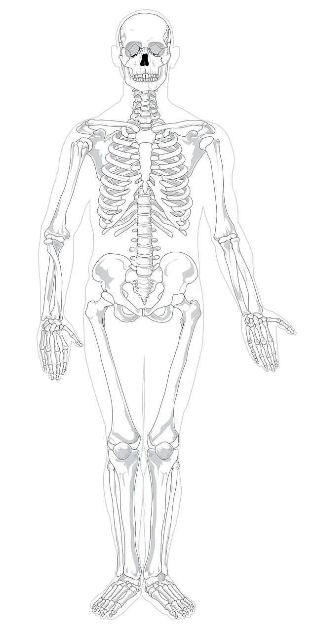 Skeletas, Žmogus, Skeletas, Anatomija, Rentgeno Spinduliai, Xray, Kaulai, Diagrama, Nemokama Vektorinė Grafika, Nemokamos Nuotraukos