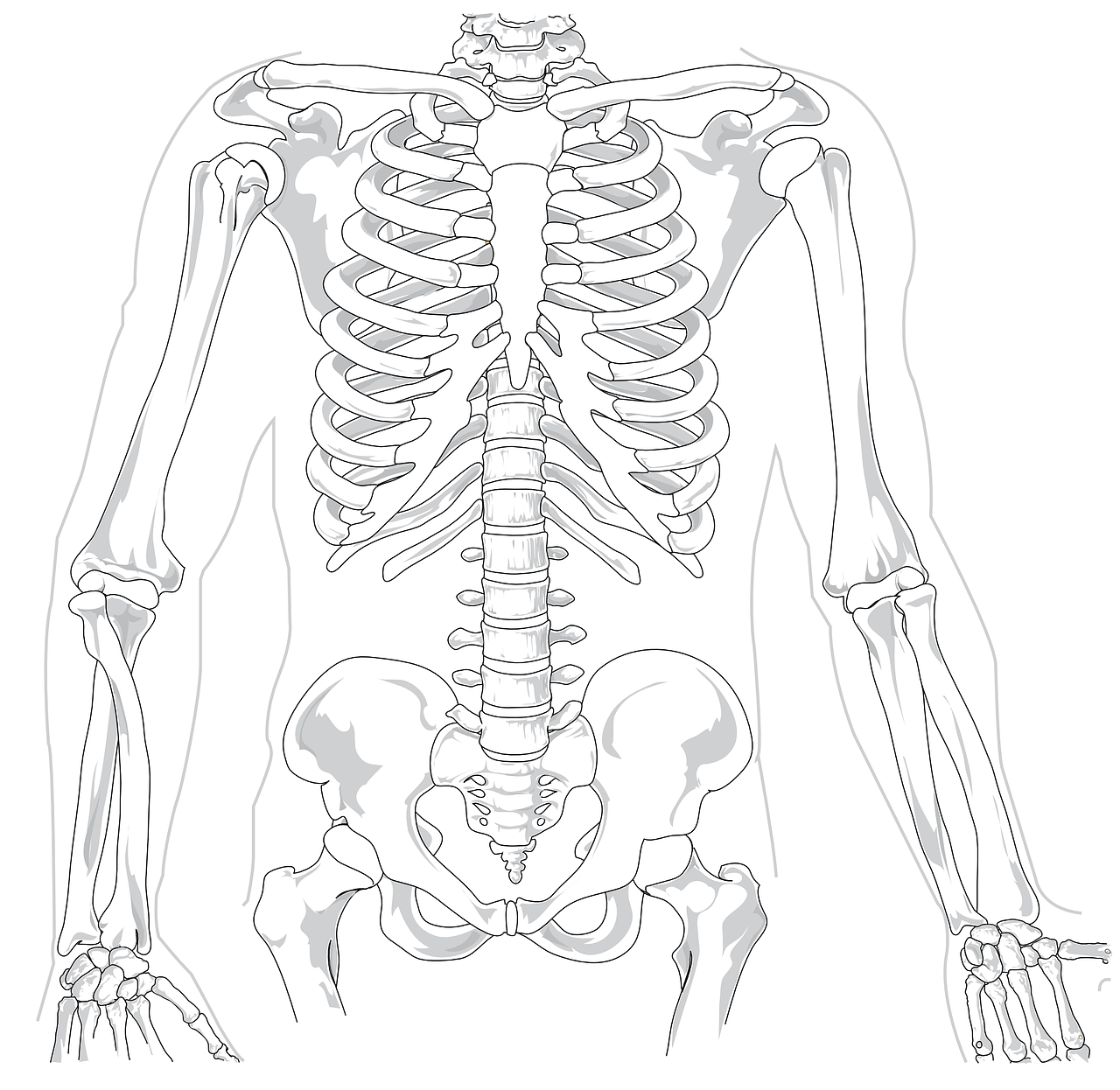 Skeletas, Žmogus, Diagrama, Nugaros Skausmas, Stuburo, Šonkauliai, Briaunelė, Anatomija, Juosmeniniai, Kaulai