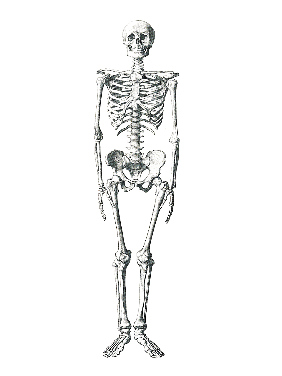 Skeletas, Medicinos, Kaulas, Anatominis, Vintage, Sveikata, Kaukolė, Nemokamos Nuotraukos,  Nemokama Licenzija