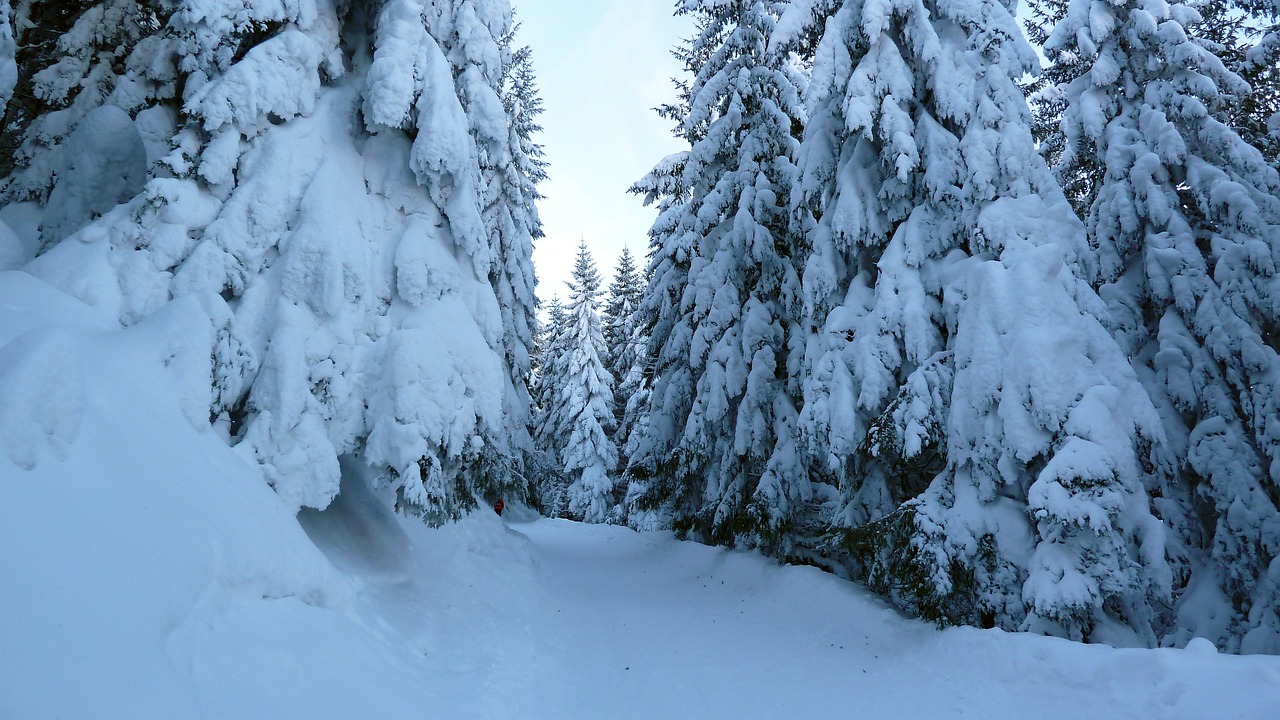 Slidinėjimas Atokioje Pakrantėje, Žiema, Sniegas, Allgäu, Medžiai, Miškas, Nemokamos Nuotraukos,  Nemokama Licenzija