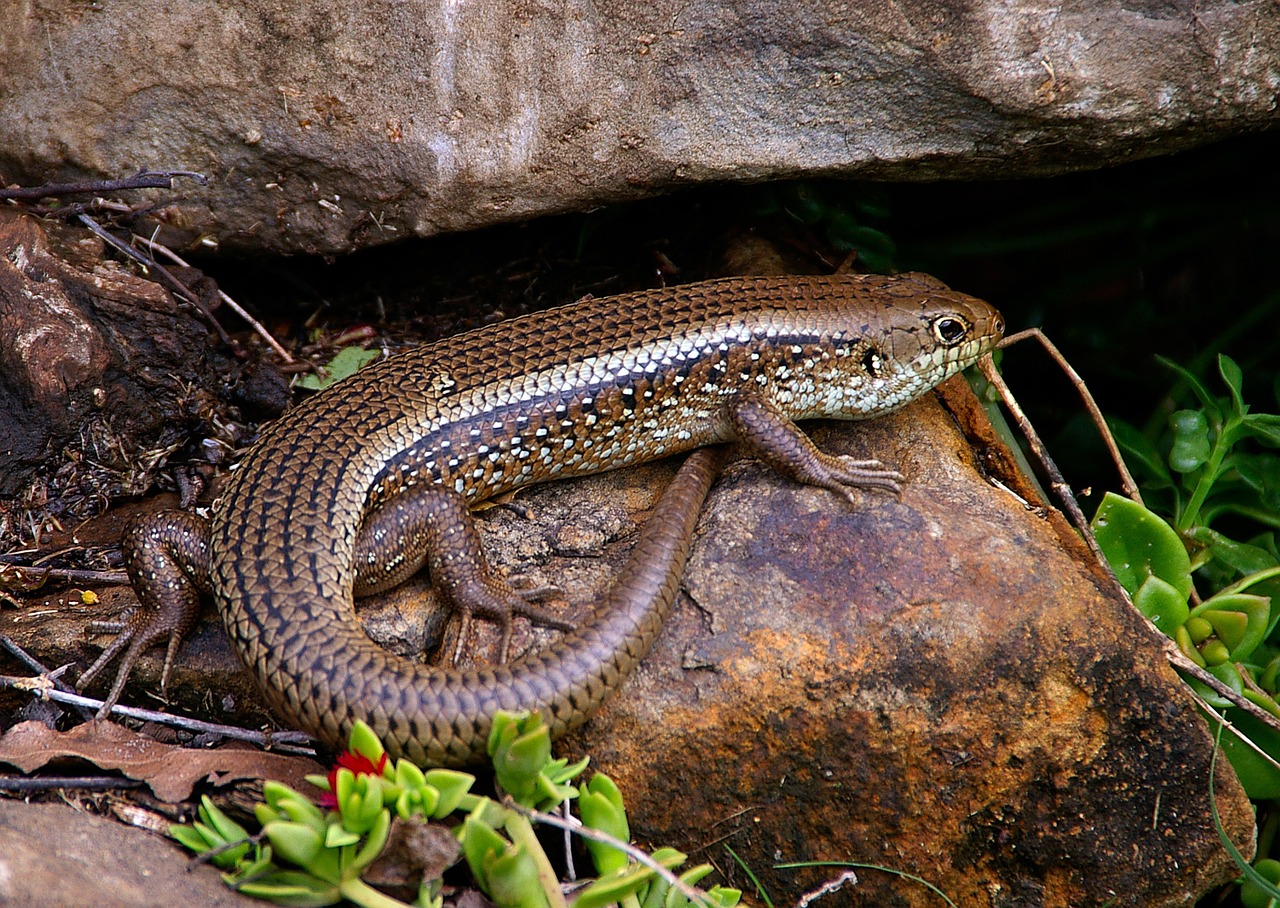 Skink, Driežas, Ropliai, Skincoidai, Svarstyklės, Blizgantis, Ruda, Raguotas, Modelis, Laukiniai