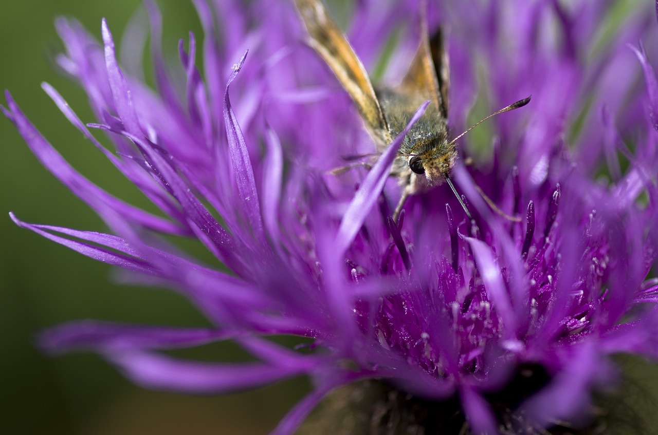 Kapitonas,  Drugelis,  Iš Arti,  Žiedas,  Žydi,  Vasara,  Violetinė, Nemokamos Nuotraukos,  Nemokama Licenzija