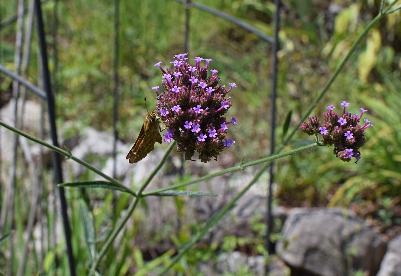 Kapitonas Dėl Verbena Bonariensis, Verbina, Gėlė, Ugnies Kapitonas, Drugelis, Žiedas, Žydėti, Augalas, Gamta, Sodas