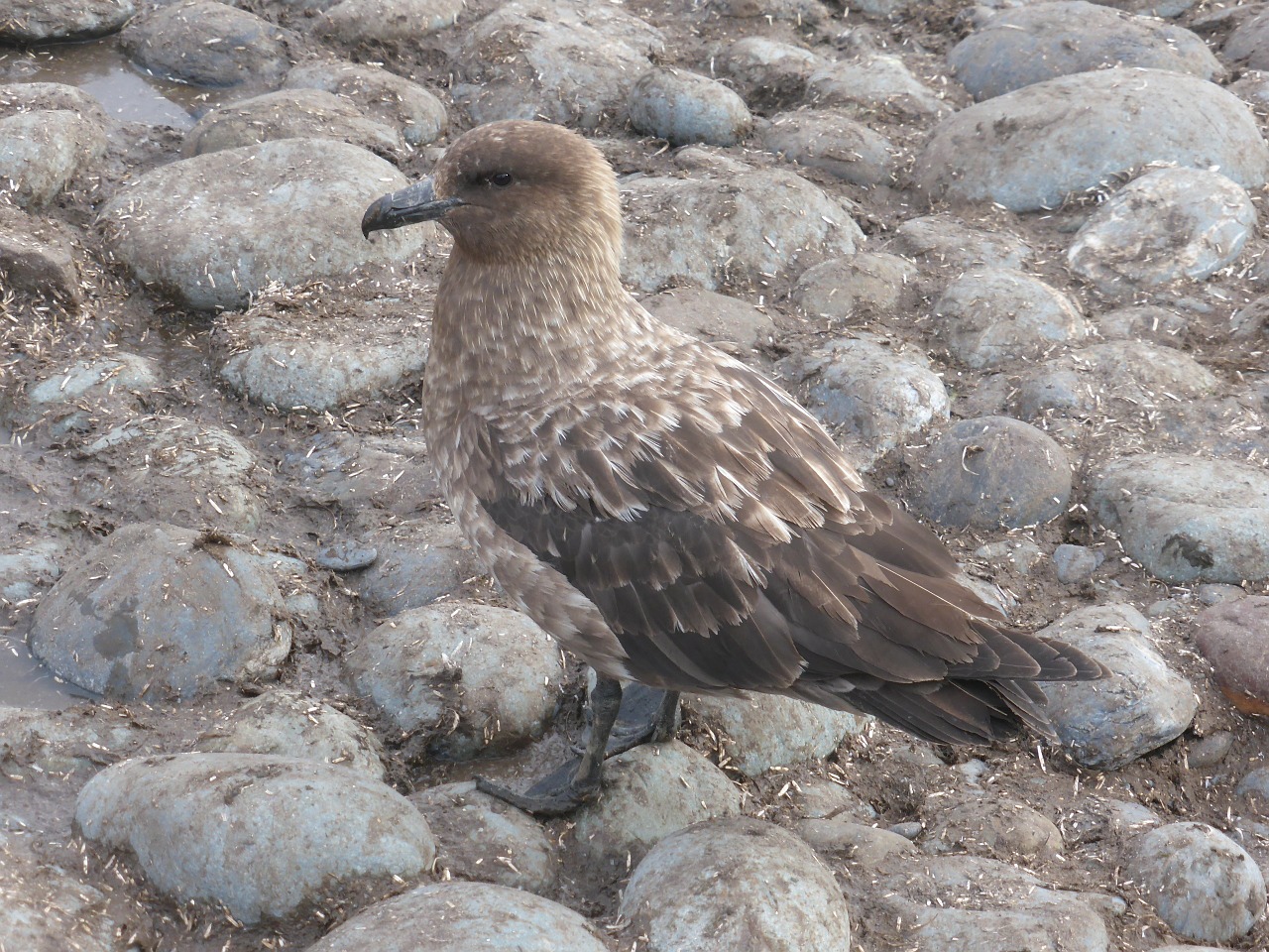 Skua, Pietų Vandenynas, Antarctica, Paukštis, Plėšrusis Paukštis, Nemokamos Nuotraukos,  Nemokama Licenzija