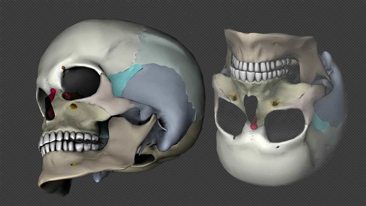 Kaukolė, Galva, 3D Modelis, Atvaizdavimas, Medicinos, Virtualus, Atstovavimas, Žmogaus Anatomija, Kaukolės Kaulai, Kaukolė Ir Skersmens Kaulai