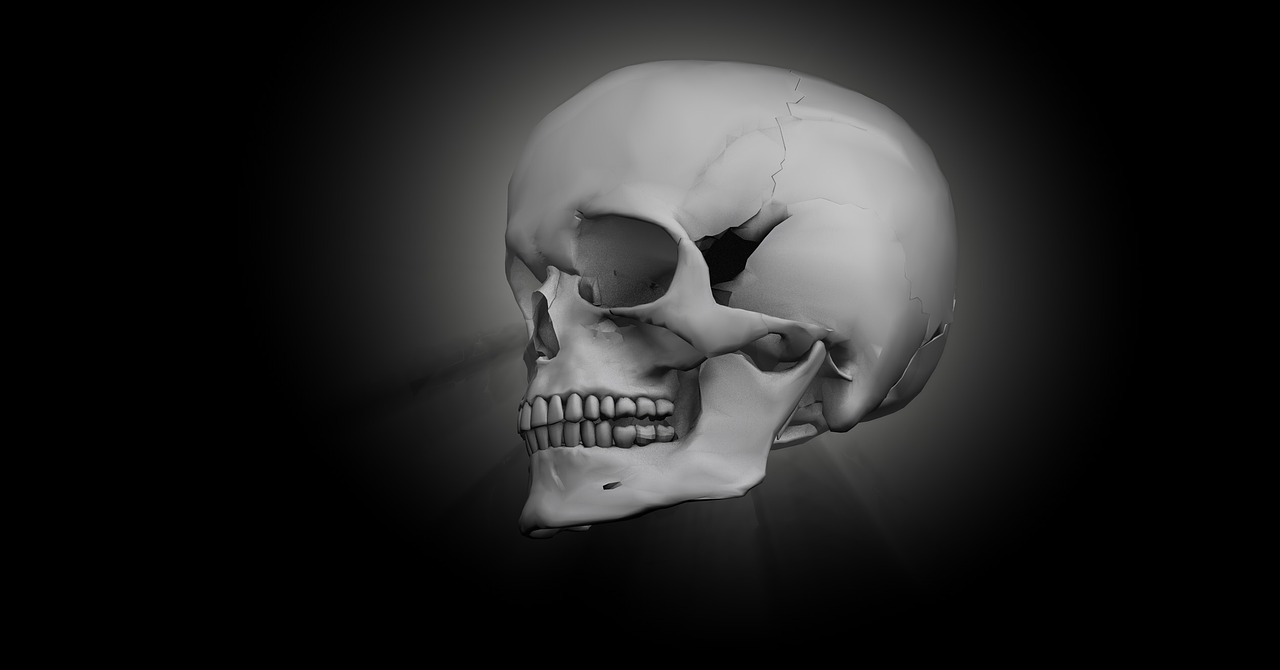 Kaukolė, Kaulas, Galva, Skeletas, 3D Modelis, Nemokamos Nuotraukos,  Nemokama Licenzija