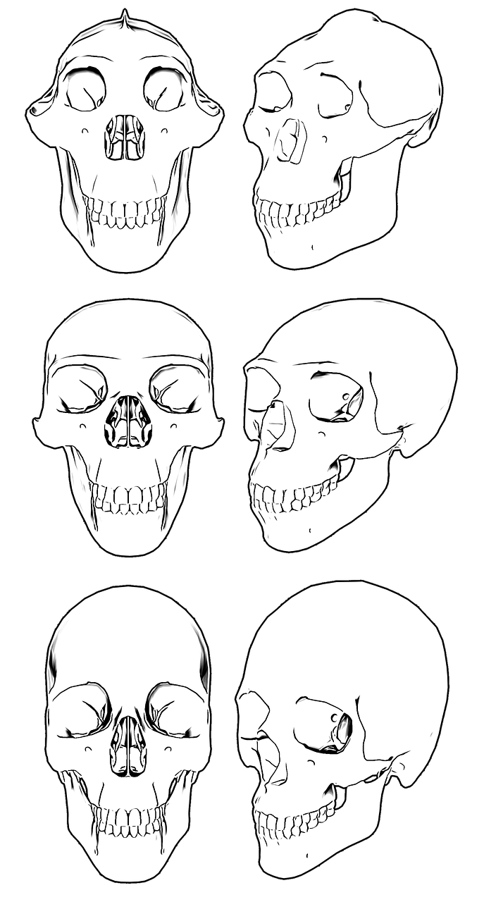 Kaukolė,  Kaukolės,  Skeletas,  Anatomija,  Žmogus,  Kaulai,  Galva,  Galvos Smegenys,  Halloween,  Mirtis