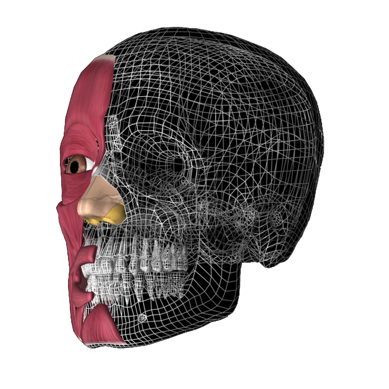 Kaukolė 3D, Anatomija, Anatomija 3D, Nemokamos Nuotraukos,  Nemokama Licenzija