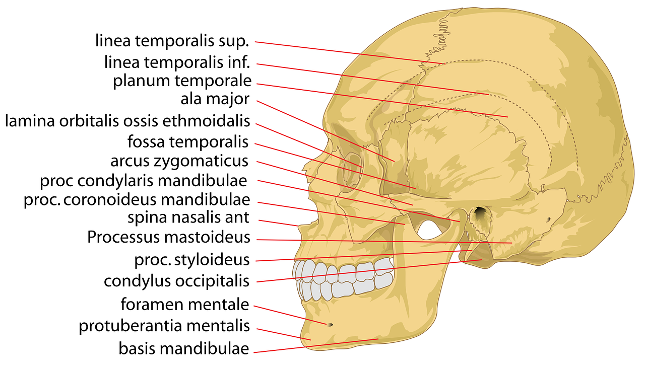 Kaukolė, Žmogus, Galva, Galvos Smegenys, Diagrama, Anatomija, Skeletas, Žandikaulis, Paženklinta Etikete, Anatominis