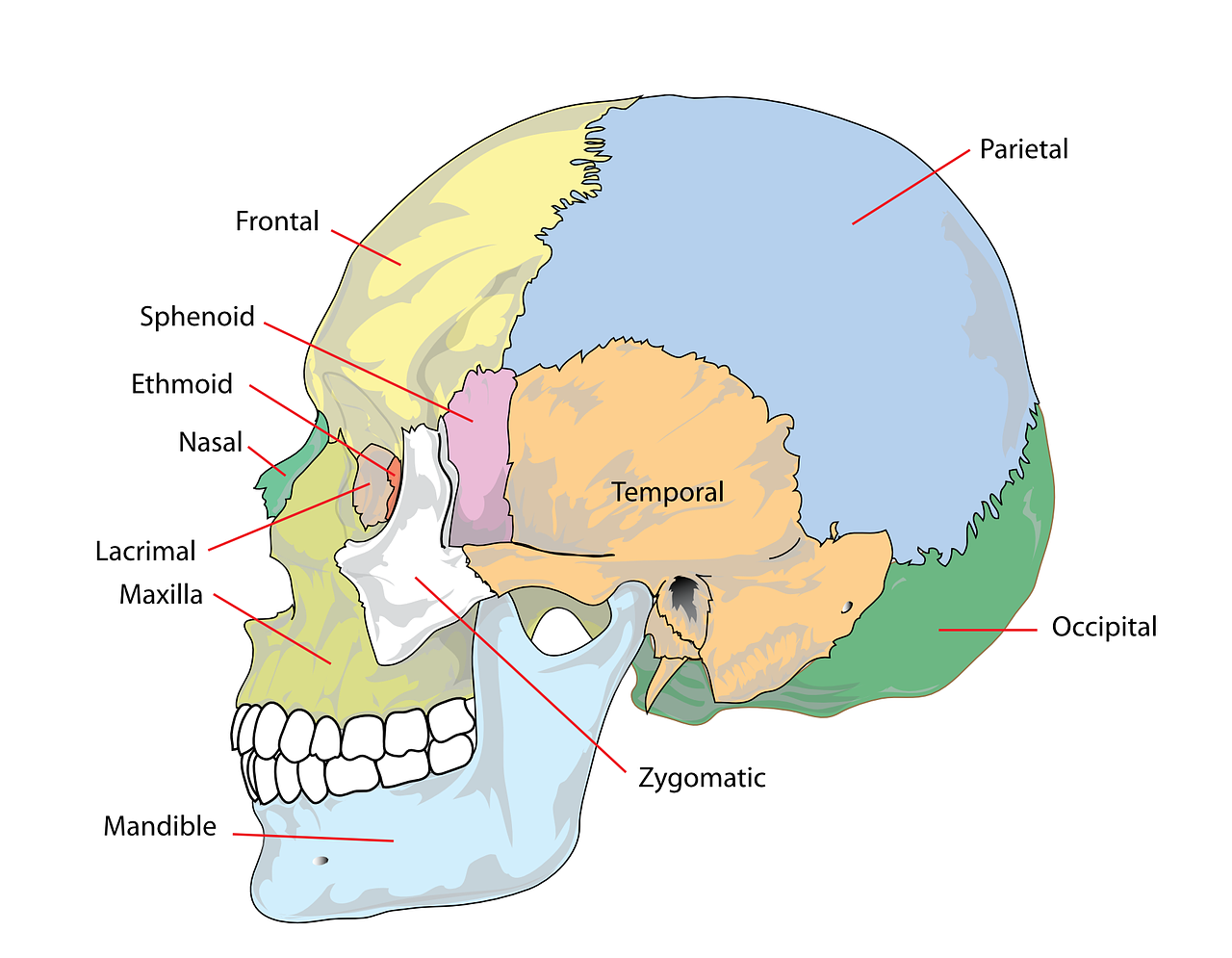 Kaukolė, Žmogus, Galva, Galvos Smegenys, Diagrama, Anatomija, Skeletas, Žandikaulis, Paženklinta Etikete, Anatominis