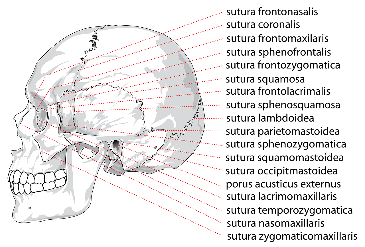 Kaukolė, Žmogus, Galva, Galvos Smegenys, Anatomija, Diagrama, Skeletas, Žandikaulis, Anatominis, Nemokama Vektorinė Grafika