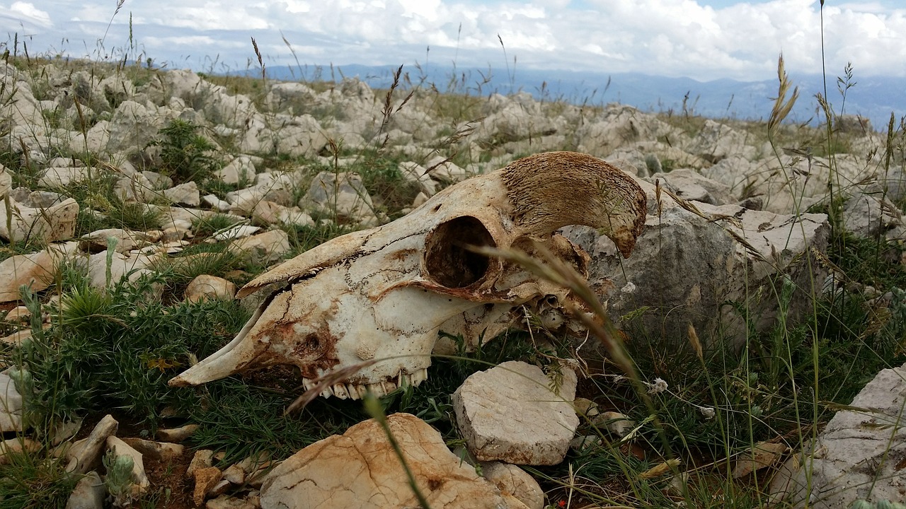 Kaukolė, Avys, Skeletas, Kaulai, Miręs, Nemokamos Nuotraukos,  Nemokama Licenzija