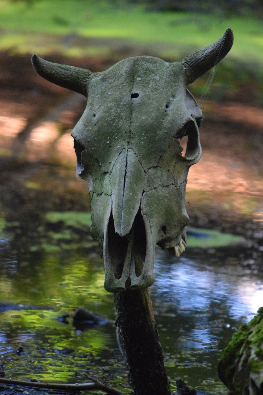 Kaukolė, Gyvūnas, Vikingo Muziejus, Vikingai, Denmark, Nemokamos Nuotraukos,  Nemokama Licenzija