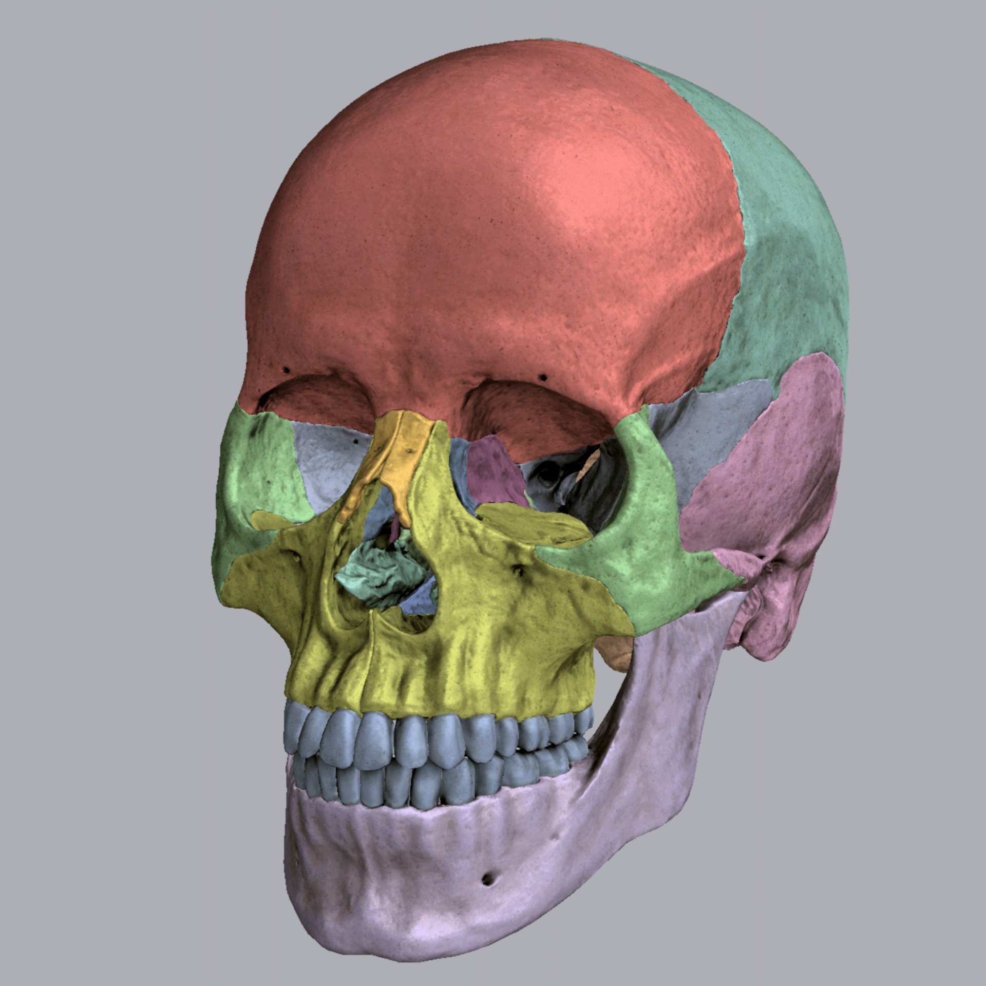 Костные ткани черепа. Череп анатомия. Кости черепа. Лицо анатомия череп. Кости черепа анатомия.