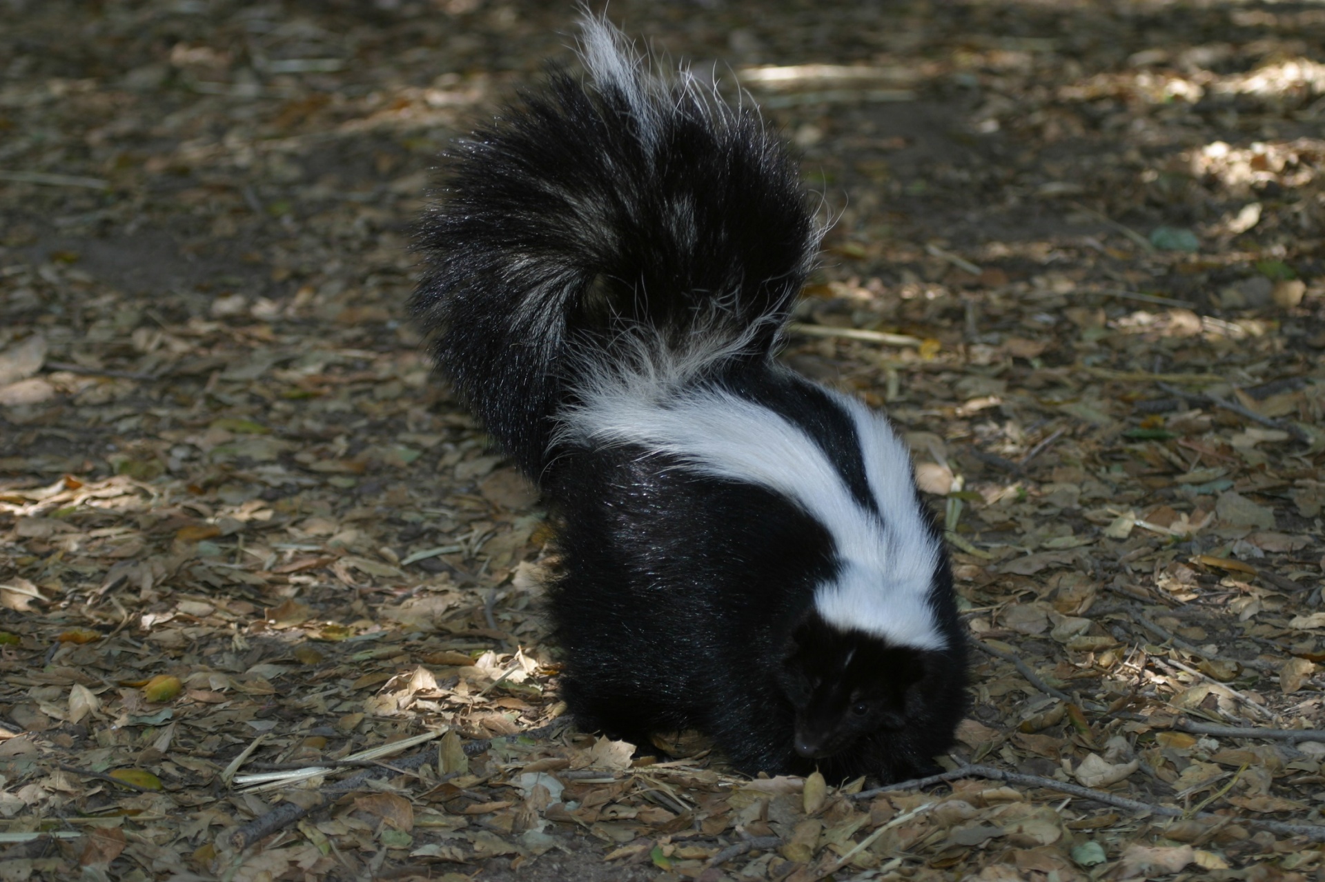 Skunk,  Laukinė Gamta,  Vaikščioti,  Gyvūnas,  Dryžuotas,  Juoda,  Balta,  Viešasis & Nbsp,  Domenas,  Fonas