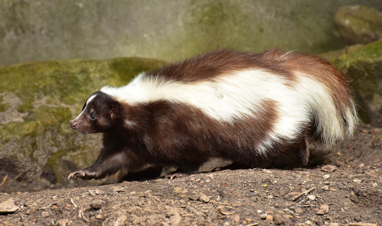 Skunk, Žinduolis, Rudas Baltas, Gyvūnas, Zoologijos Sodas, Kailis, Gyvūnų Pasaulis, Juostelės, Plėšrūnas, Padaras