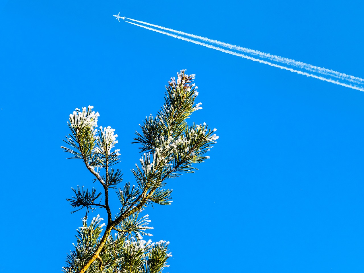 Dangus, Mėlynas, Žiema, Orlaivis, Contrail, Gražus Oras, Pušis, Žalias, Nemokamos Nuotraukos,  Nemokama Licenzija