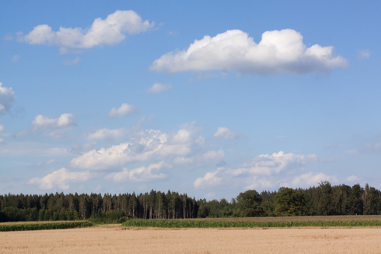 Dangus, Debesys, Mėlynas, Balta, Grūdai, Pagrindinis Maistas, Grūdai, Kukurūzų Laukas, Laukas, Gamta