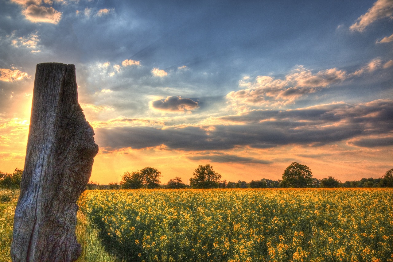 Dangus, Aliejiniai Rapsai, Rapsų Sėklos, Debesys, Mediena, Hdr, Nemokamos Nuotraukos,  Nemokama Licenzija