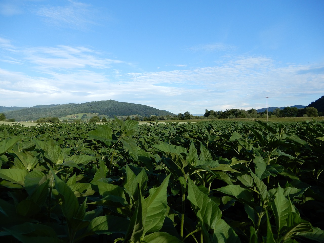 Dangus, Mėlynas, Žalias, Kraštovaizdis, Nemokamos Nuotraukos,  Nemokama Licenzija