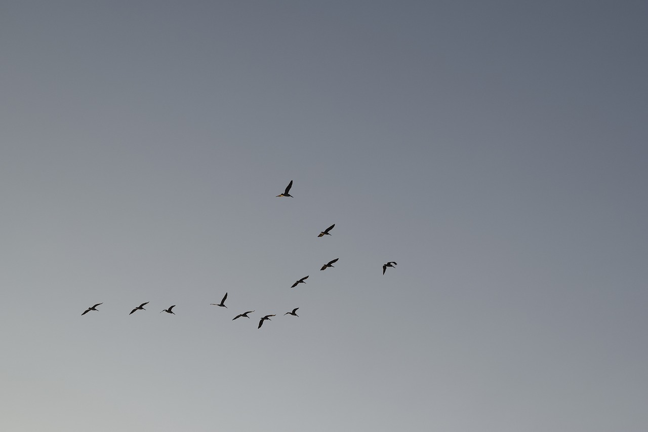 Dangus, Paukščiai, Flock, Nemokamos Nuotraukos,  Nemokama Licenzija