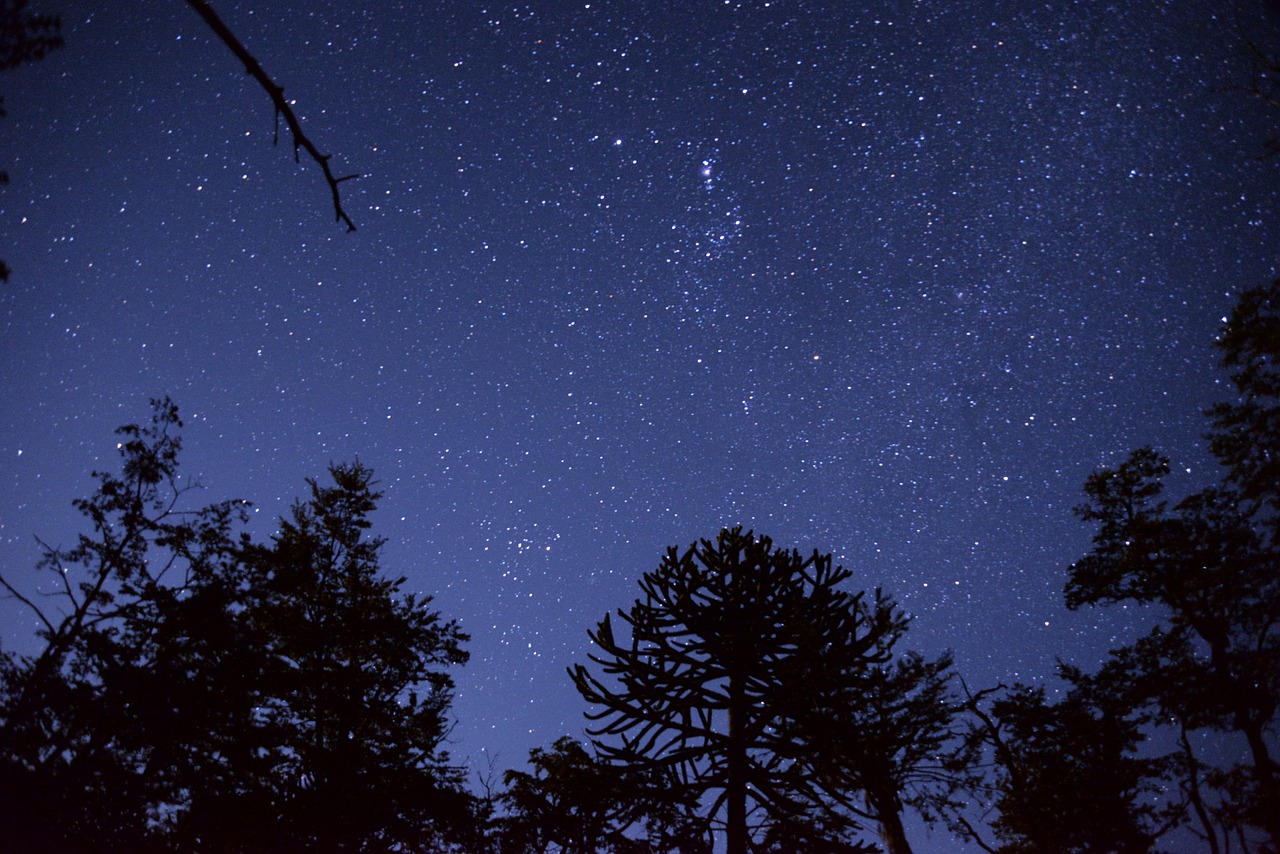 Dangus,  Žvaigždė,  Medžiai,  Šviesa,  Naktis,  Žvaigždynai,  Kraštovaizdis,  Conguillío Nacionalinis Parkas,  Čile,  Araucanía