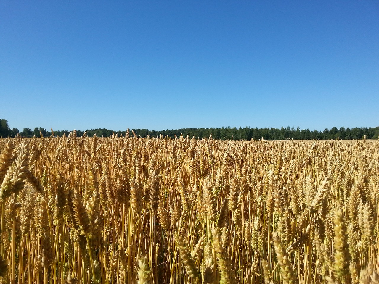 Dangus, Kukurūzų Laukas, Mėlynas Dangus, Suomių, Kraštovaizdis, Žemdirbystė, Laukas, Kaimas, Milieu, Vasara