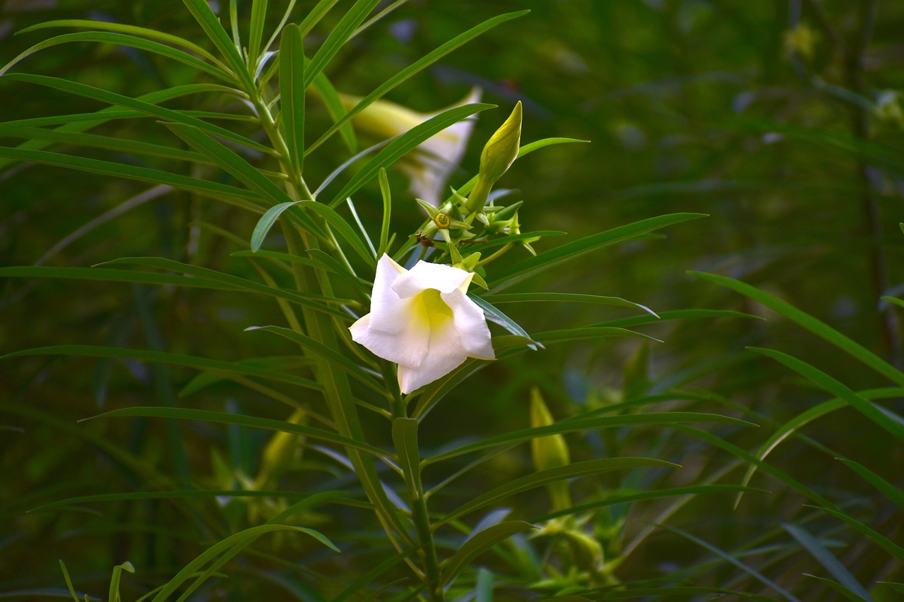 Skyflower, Bengalijos Laikrodis Vynuoges, Bengalijos Trimito Vynmedis, Balta Gėlė, Nemokamos Nuotraukos,  Nemokama Licenzija