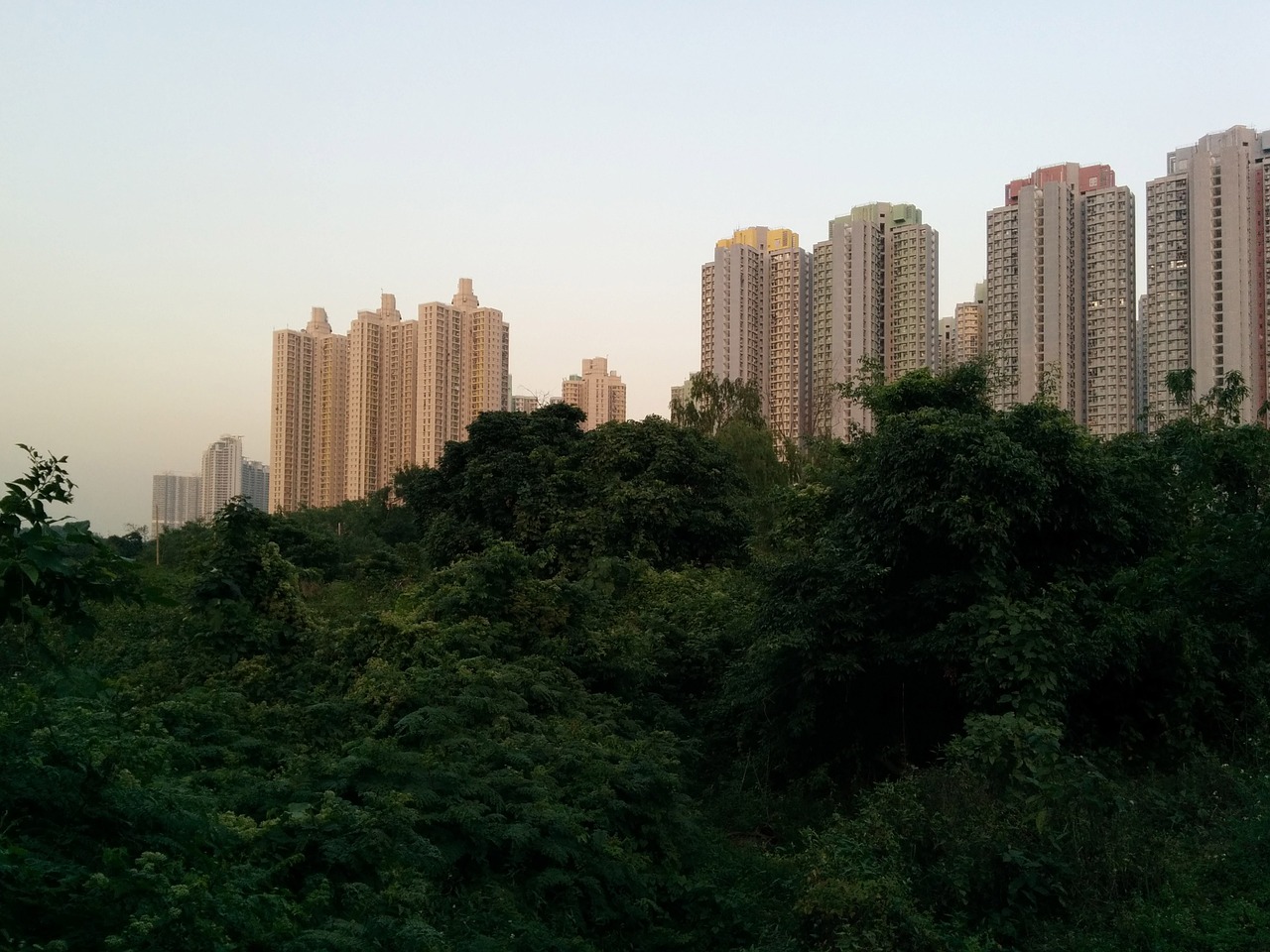 Dangoraižiai, Atogrąžų Miškai, Honkongas, Miestas, Šiuolaikiška, Parkas, Miesto Parkas, Nemokamos Nuotraukos,  Nemokama Licenzija