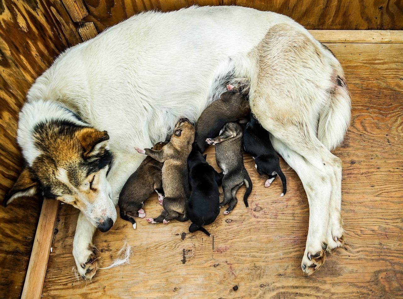 Sledas Šuo, Šuniukai, Šunų Keltuvai, Kelnės, Keltuvu, Motinos Šuo, Šunys, Nemokamos Nuotraukos,  Nemokama Licenzija