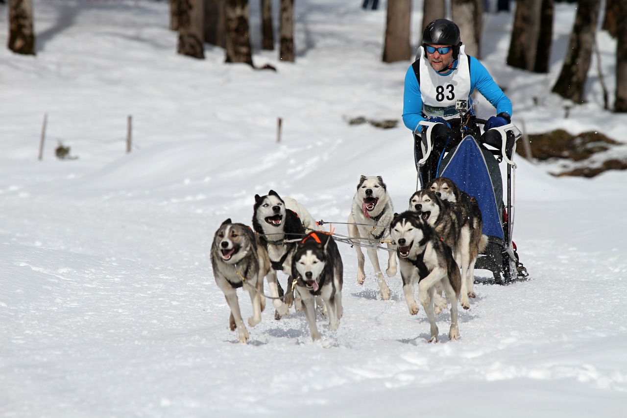 Sledžių Lenktynės, Musheras, Varzybos, Pasaulio Čempionatas, Lenktynės, Husky, Šunys, Gyvūnas, Paleisti, Sniegas