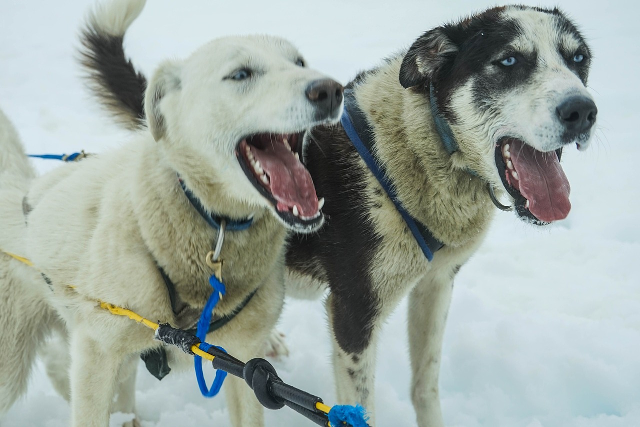 Sledžių Šunys, Alaska, Šunų Keltuvai, Kelnės, Šuo, Keltuvu, Sniegas, Šunys, Traukimas, Šunys