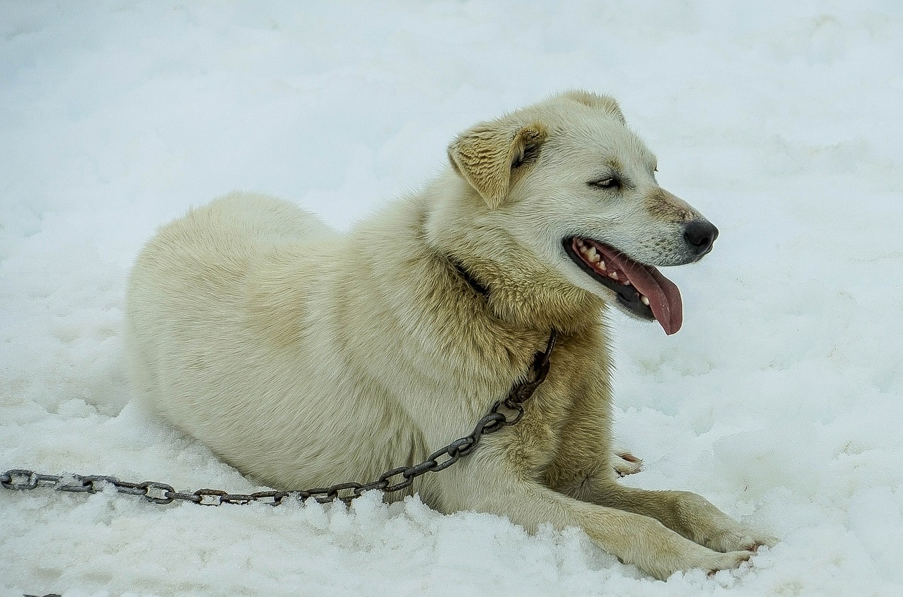 Sledžių Šunys, Alaska, Šunų Keltuvai, Kelnės, Šuo, Keltuvu, Sniegas, Šunys, Baltasis Šunys, Sledas Šuo