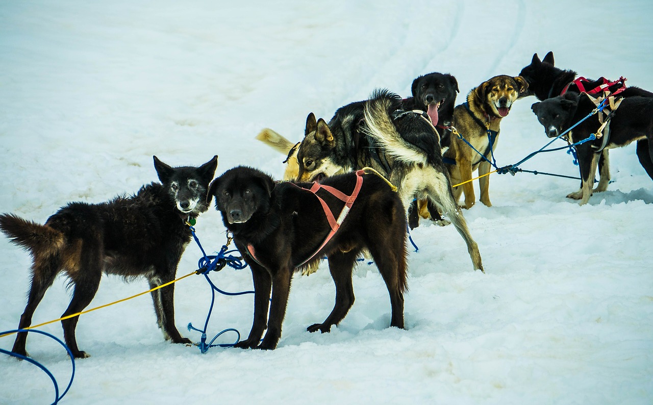 Sledžių Šunys, Alaska, Šunų Keltuvai, Kelnės, Šunys, Keltuvu, Sniegas, Traukimas, Šunys, Komanda