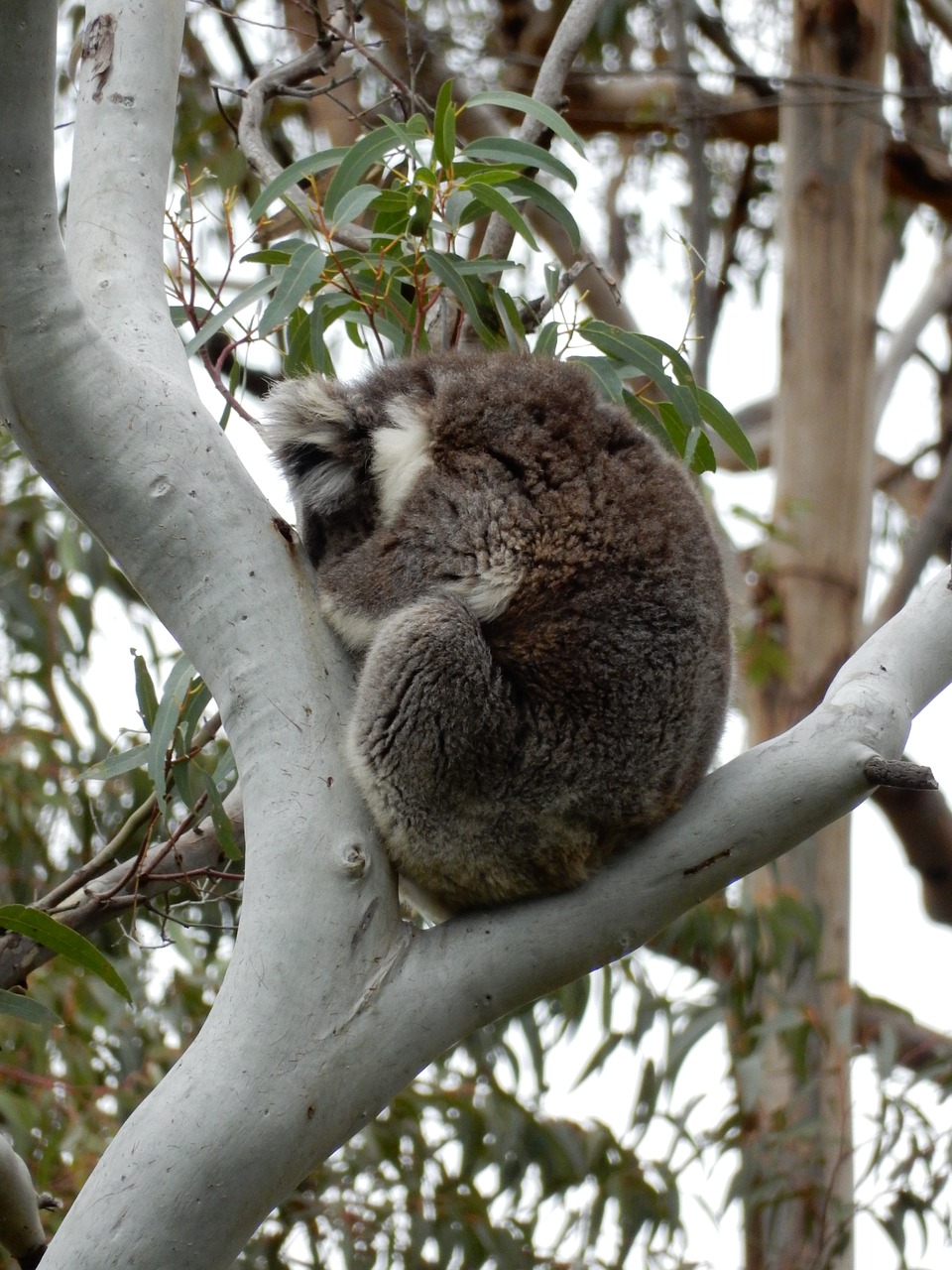 Miega, Koala, Australia, Laukinė Gamta, Medis, Marsupial, Gamta, Mielas, Eukaliptas, Laukiniai