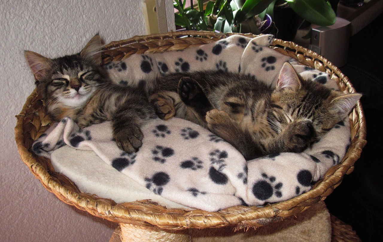 Miega, 2 Kačiukai, Pasinerti, Mielas, Nemokamos Nuotraukos,  Nemokama Licenzija