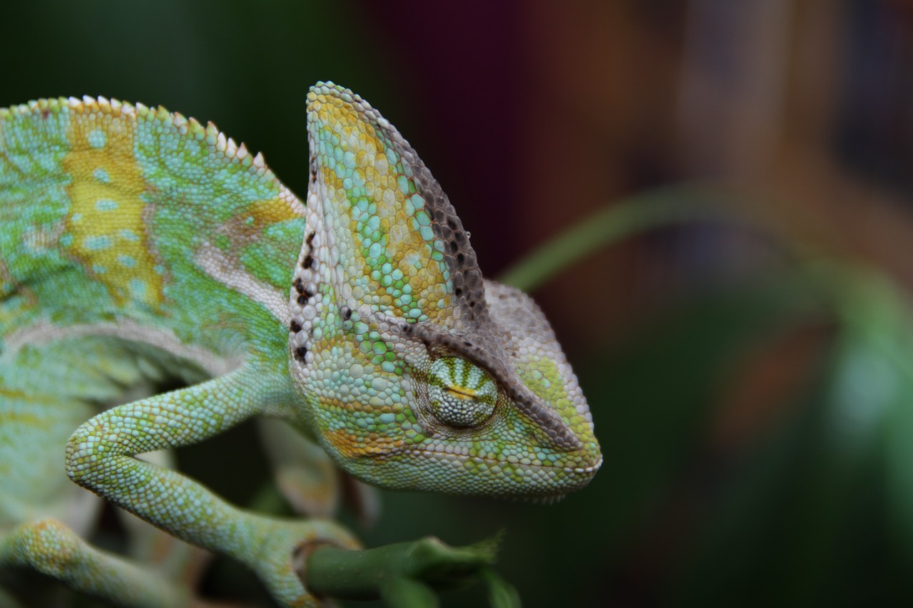 Miegantis Chameleonas, Jemeno Chameleonas, Ropliai, Gyvūnas, Žalias, Galva, Akis, Vabzdžių Valgytojas, Drakonas, Chamaeleonidae