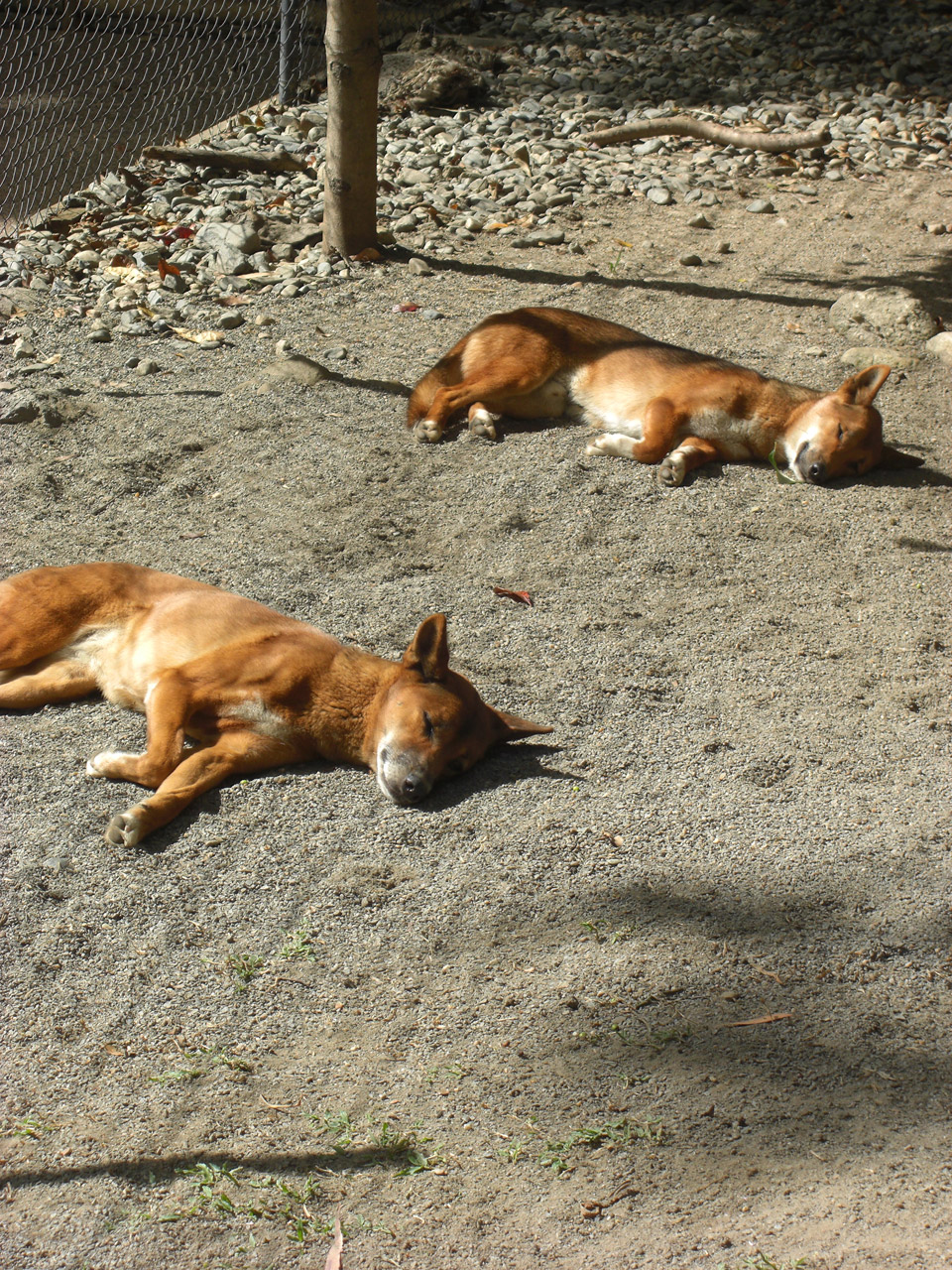 Miega,  Dingo,  Mieguistas,  Šuo,  Zoologijos Sodas,  Australia,  Warrigal,  Cines,  Miegoti Dingo, Nemokamos Nuotraukos