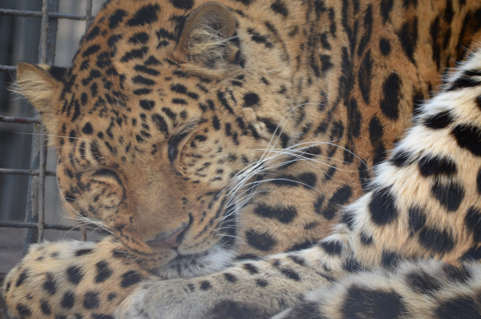 Jaguar,  Didelis,  Katė,  Laukiniai,  Gyvūnas,  Pastebėtas,  Kačių,  Leopardas,  Plėšrūnas,  Rūšis