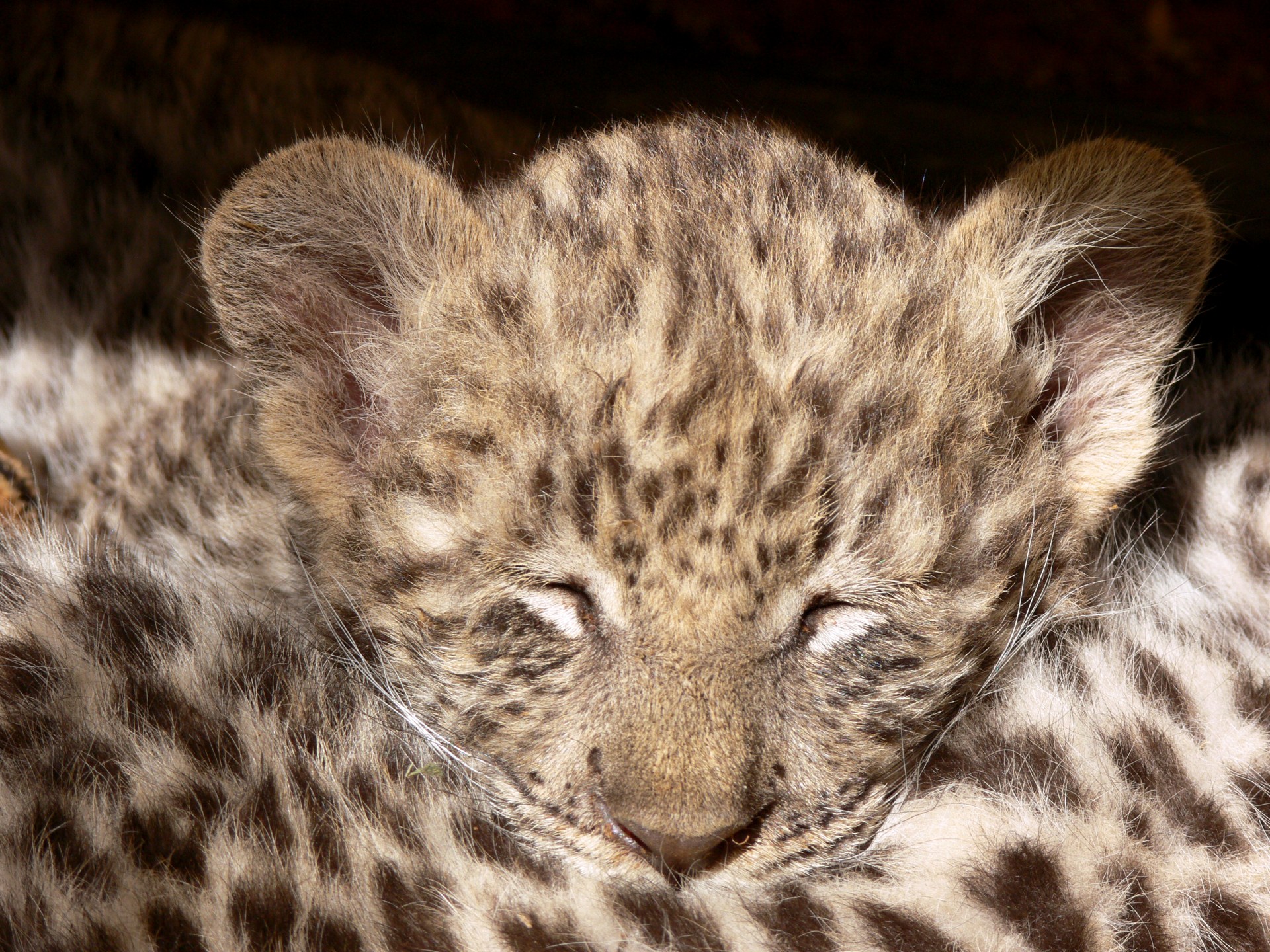 Leopardas,  Cub,  Miega,  Dėmės,  Saldus,  Mielas,  Linksma,  Akys & Nbsp,  Uždaryti,  Dozing