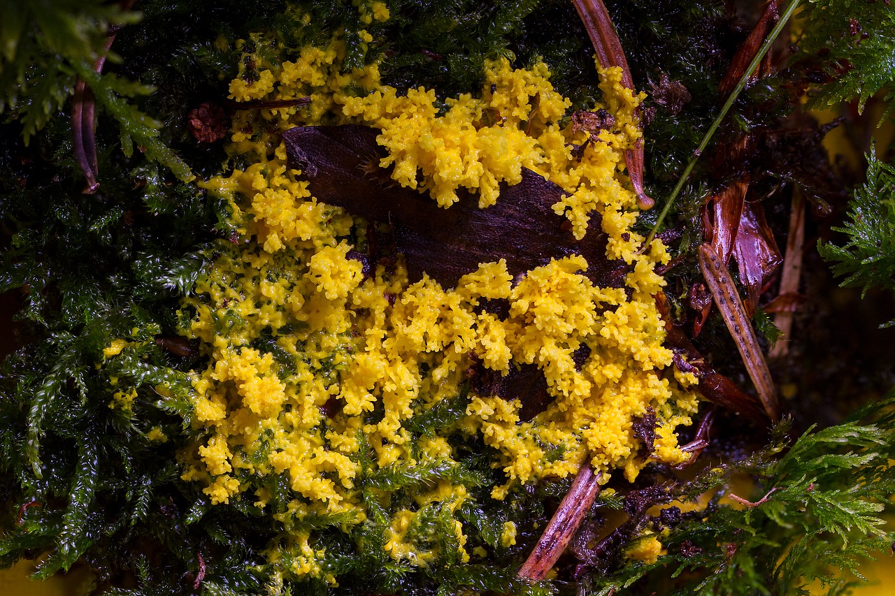 Gleivių Pelėsiai, Myxomycetes, Geltona Lohblüte, Fuligo Septica, Nemokamos Nuotraukos,  Nemokama Licenzija